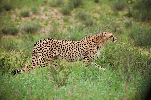 stalking Cheetah