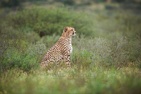 Cheetah