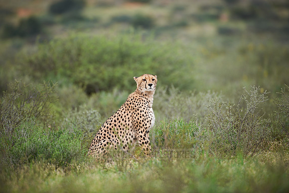 Cheetah