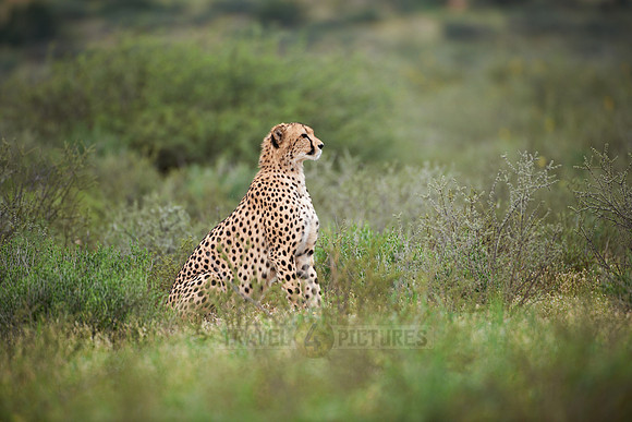 Cheetah