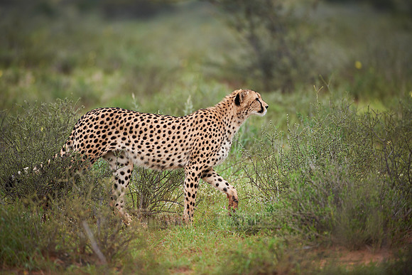 stalking Cheetah