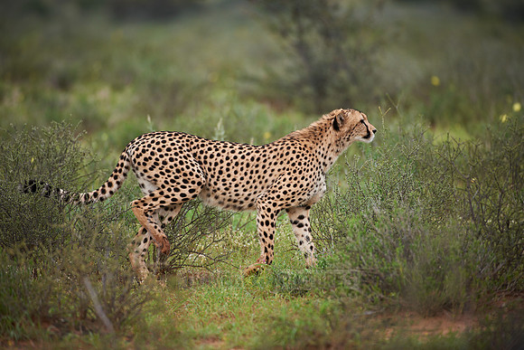 stalking Cheetah