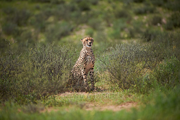 Cheetah