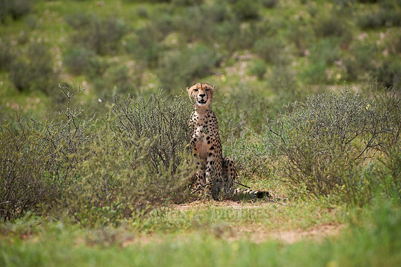 Cheetah