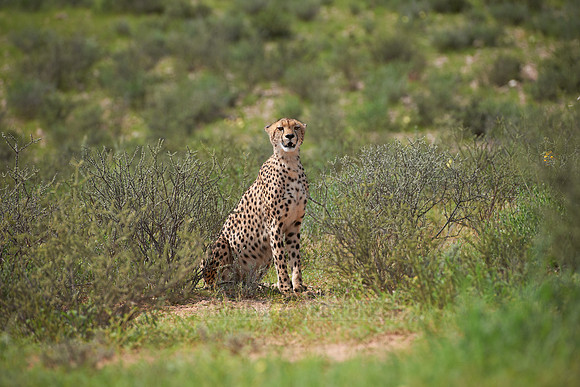 Cheetah