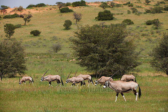 Gemsbok or Oryx, Oryx gazella