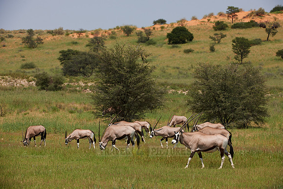 Gemsbok or Oryx, Oryx gazella