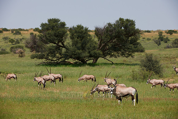 Gemsbok or Oryx, Oryx gazella