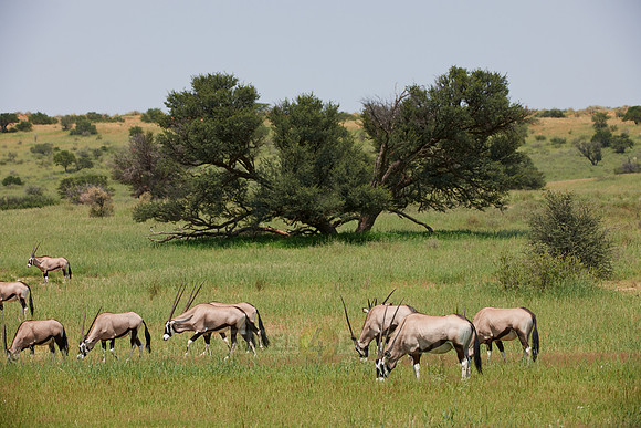 Gemsbok or Oryx, Oryx gazella