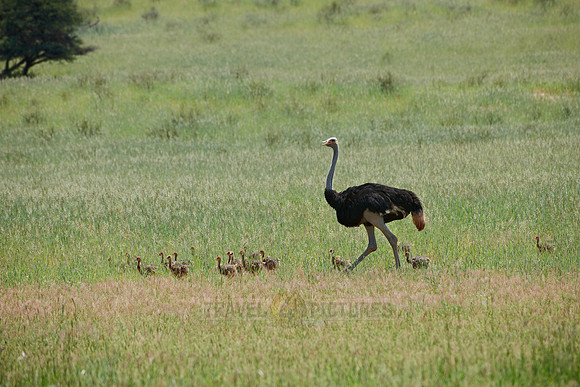 male Ostrich with chicks
