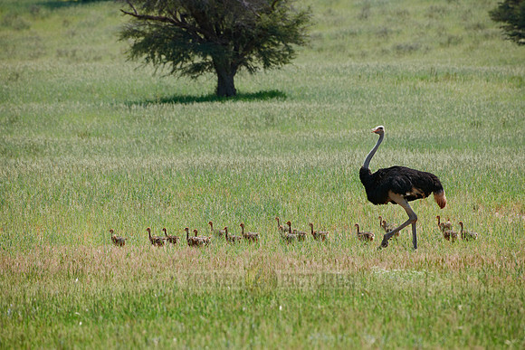 male Ostrich with chicks