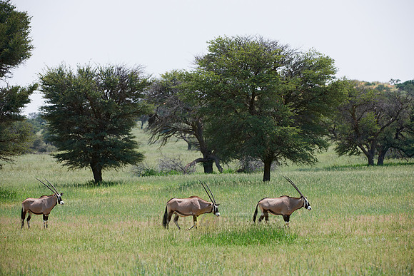 Gemsbok or Oryx, Oryx gazella