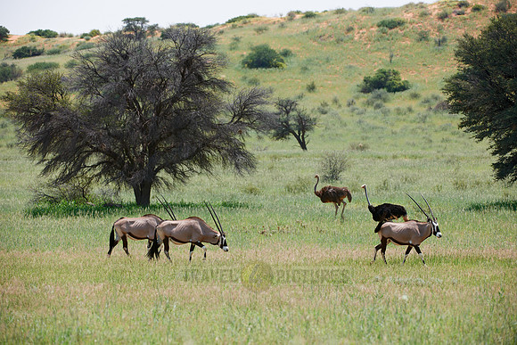 Gemsbok or Oryx, Oryx gazella