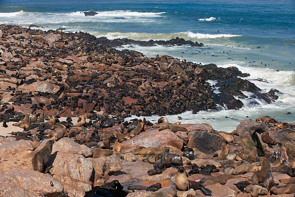 Brown fur seal, Arctocephalus pusillus, Cape Cross