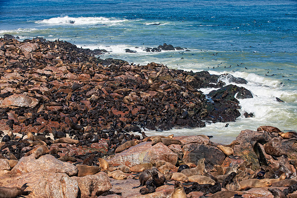Brown fur seal, Arctocephalus pusillus, Cape Cross