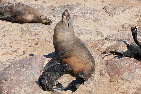 Brown fur seal, Arctocephalus pusillus, Cape Cross