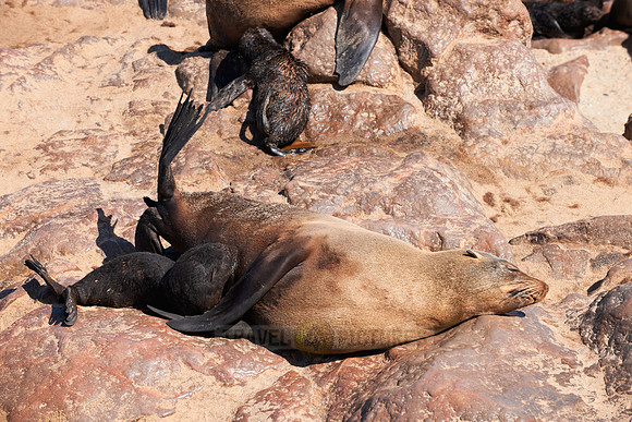 Brown fur seal, Arctocephalus pusillus, Cape Cross