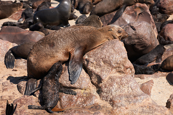 Brown fur seal, Arctocephalus pusillus, Cape Cross