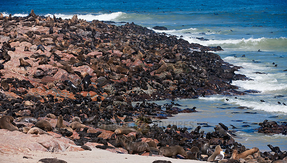 Brown fur seal, Arctocephalus pusillus, Cape Cross