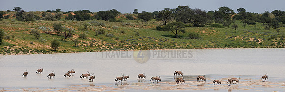 Gemsbok or Oryx antelopes crossing Bitterpan