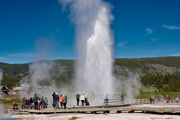 erupting Beehive Geyser, Upper Geyser Basin, Yellowstone National Park