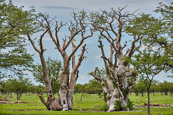 ghost forest in Etosha