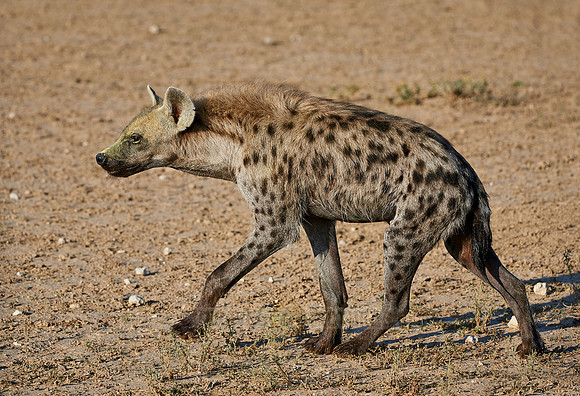 Tuepfelhyaene oder Fleckenhyaene, Crocuta crocuta |Spotted hyena, Crocuta crocuta|