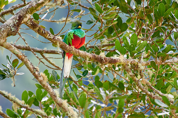 brightly colorful male Resplendent quetzal on a wild avocado tree