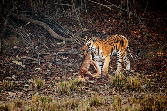 Tiger with prey in mouth