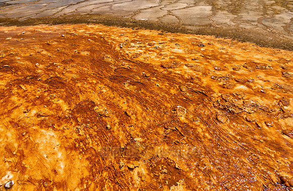 orange bacteria of Grand Prismatic Spring, Yellowstone National Park