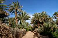 palm groves near Agdz