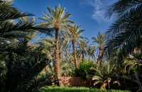 palm groves near Agdz