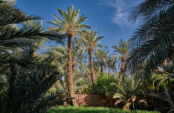 palm groves near Agdz