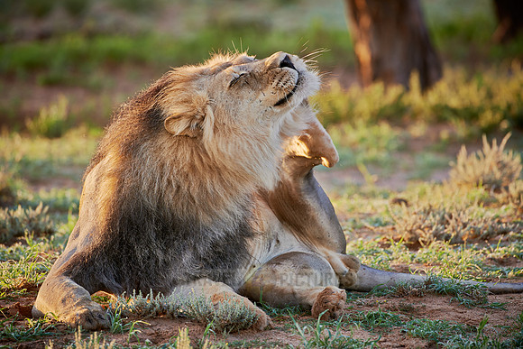 male lion (Panthera leo)