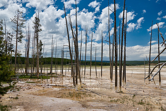 dead trees in Yellowstone Lower Geyser Basin