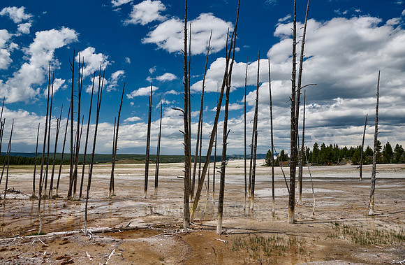 dead trees in Yellowstone Lower Geyser Basin