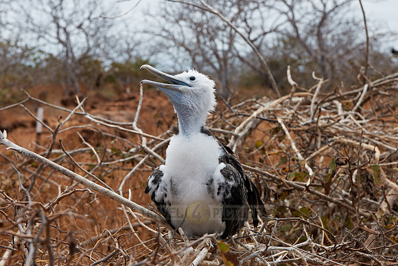 young Frigatebird, Fregatidae, Fregata