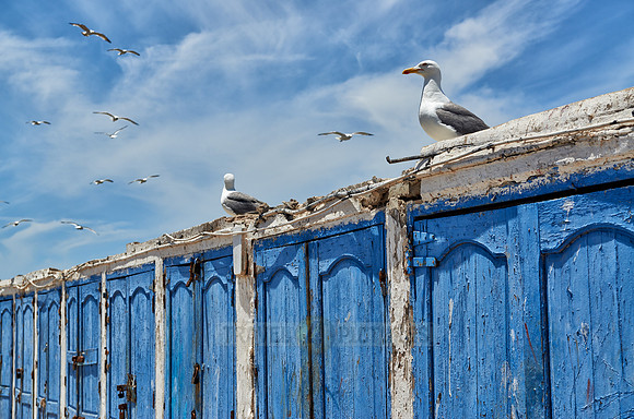 locked wooden blue doors in row from fishery equipment sheds