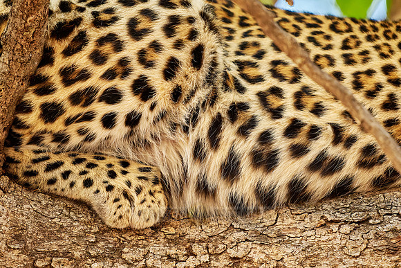 detail fur of a African leopard