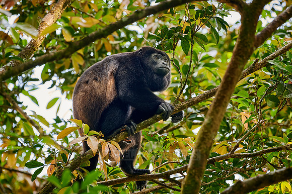 mantled howler (Alouatta palliata)