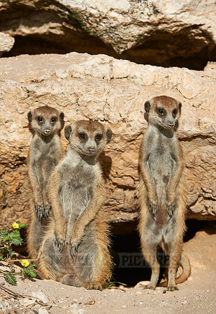 meerkat or suricate, Suricata suricatta