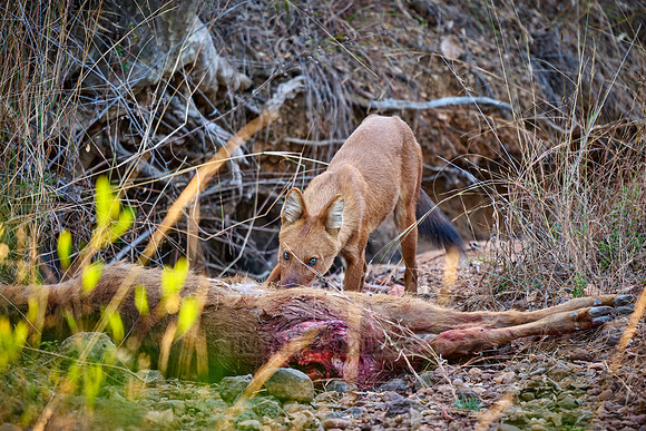 dhole (Cuon alpinus) or indian wild dog on kill