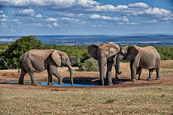 herd of African bush elephant