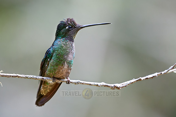 Talamanca hummingbird or Magnificent hummingbird (Eugenes spectabilis)