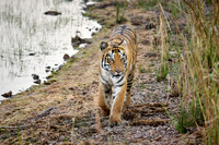 Bengal tiger (Panthera tigris tigris)