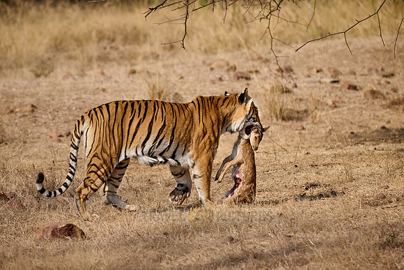Tiger with prey in mouth