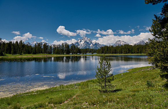 spring flowers with Grand Teton Range