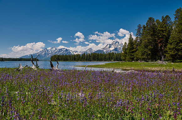 spring flowers with Grand Teton Range
