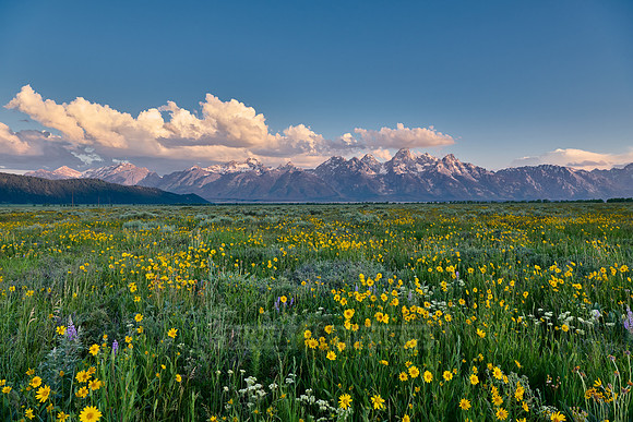spring flowers with Grand Teton Range