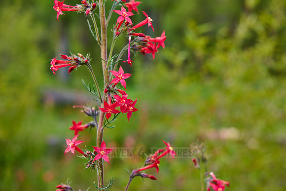 spring flowers in Grand Teton National Park